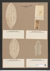 Navicula sp. (de-Toni-Nr.: Genus 1) Zeichnungen Sammlung Grunow Nr. 1561 (NHMW-BOT-W0368230)